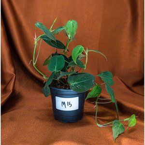 Philodendron Micans 4" US Seller Potted RARE Philo